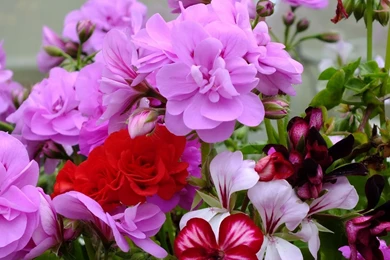 Top 800x1280 Wallpapers Geranium Red Wallpapers