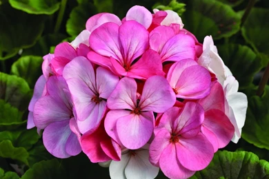White Geranium   Wallpaper.