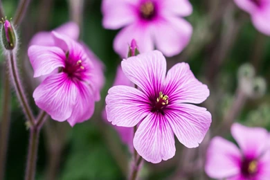 Geranium Flower Wallpapers HD Download For Desktop & Mobile
