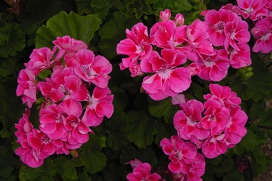 Geranium Wallpapers