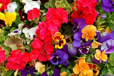 Red Geranium Flower   Wallpaper.