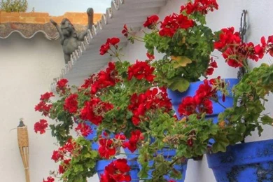 Download Wallpapers 1080x1920 Geranium, Flowers, Pots, Wall Sony ...