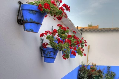 Geranium Flowers Pots Wall
