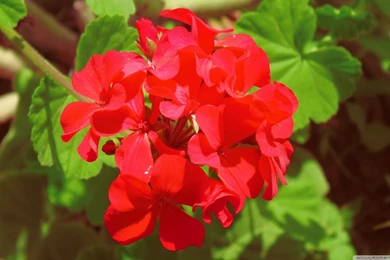 Geranium HD Desktop Wallpapers : High Definition : Mobile
