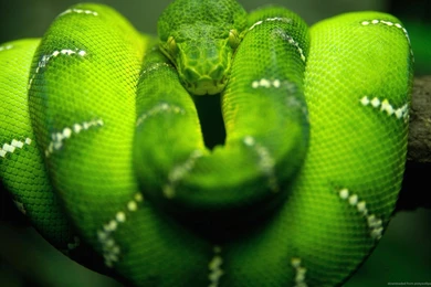 Download 1680x1050 Awesome Green Snake Wallpapers