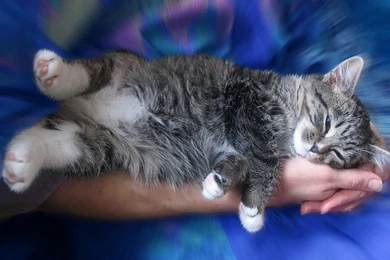 Best Big Screensaver: Free Cat Screensaver And Wallpapers