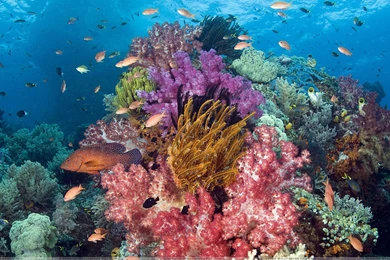 Tropical Fish Under Water Wallpapers