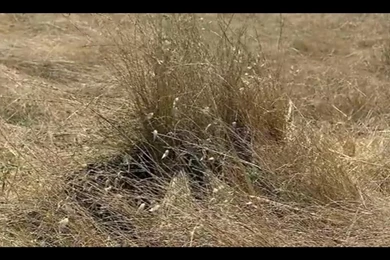 RePin Image: Usmc Sniper Logo Wallpapers On Pinterest