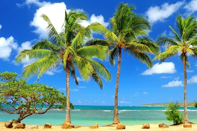 Palms Sunny Beach Wallpapers
