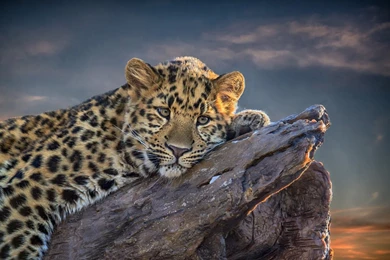 Wallpapers For Leopard HD ⇔ Resolution 2880x1800