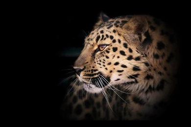 Leopard Wallpaper Images