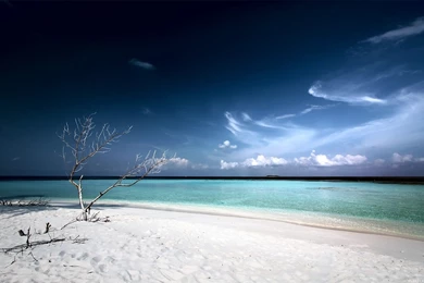 Dead Tree On White Sand Beach 1680x1050 WIDE Wallpapers Sunny ...