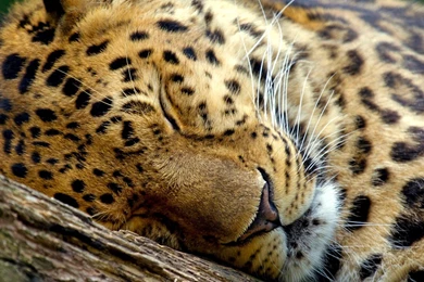 Leopard Wallpapers For Android