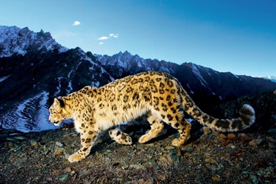 Leopard Hd Wallpapers