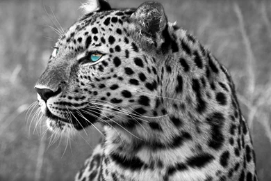 Snow Leopard Wallpapers Collection (40+)