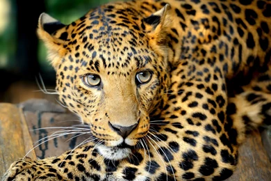 Wallpapers For Leopard HD ⇔ Resolution 2880x1800