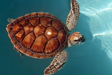 Desktop Wallpapers · Gallery · 3D Art · Terrapin   Oceanic Turtles ...