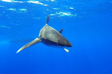 Oceanic Whitetip Shark Underwater Photo And Wallpaper. Cute ...