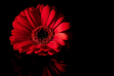 Black Wallpapers With Flowers « HD Wallpapers