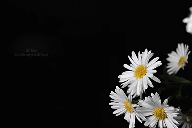 White Flowers Picture, Blooming Little Flowers Put Against Black ...