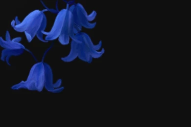Black Backgrounds Blue Flowers Best Widescreen Awesome