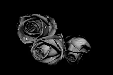 Lovely Black Rose Wallpapers For Dekstop – Daily Backgrounds In HD