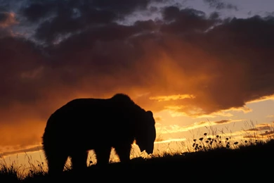 869078 Pictures Of Grizzly Bears Wallpapers