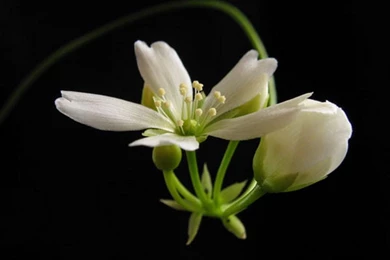 Download Flowers Black Wallpapers 1280x1024