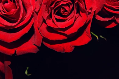 Page 2: New iPad Air, 4, 3, iPad Mini Retina Flowers Wallpapers ...