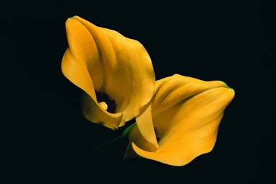 Flowers: Yellow Beauties Nature Black Flower Wallpapers Pictures ...
