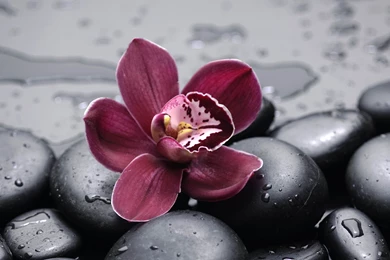 Beautiful Burgundy Orchid HD Desktop Wallpapers
