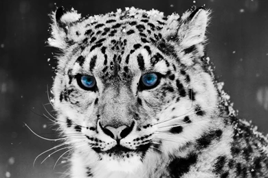 Snow Leopard Wallpapers HD