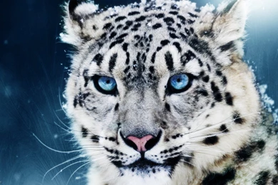 Baby Leopard Wallpapers