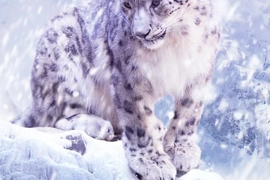 Snow Leopard Wallpapers Iphone 5
