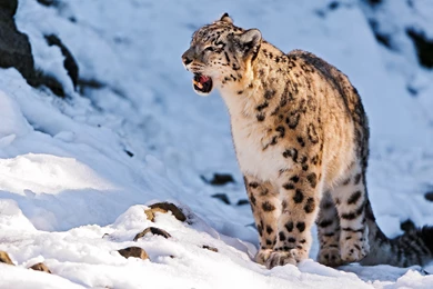 Snow Leopard Is Sitting In The Snow Wallpapers And Images ...