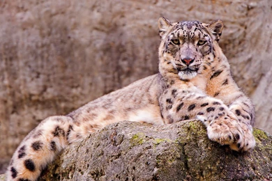 269 Snow Leopard HD Wallpapers