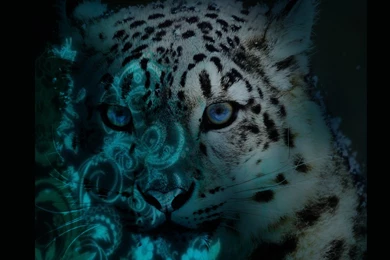 Snow Leopard High Resolution Wallpapers 8260   Amazing Wallpaperz