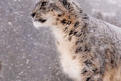 iPhone 6 Plus   Animal/Snow Leopard   Wallpapers ID: 600076