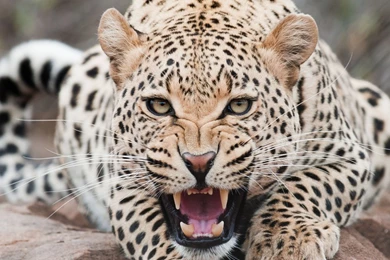 Ferocious Snow Leopard Wallpapers