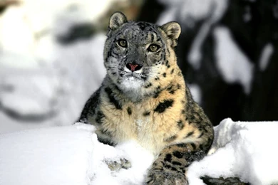 Snow Leopard Wallpapers Wallpapers