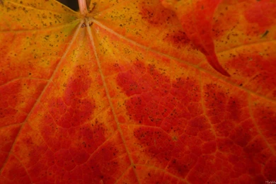 MLeWallpapers.com   Red Maple Leaf
