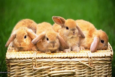 Title : Desktop Hd Animals Cute Wallpaper. Cute Animal Hd ...