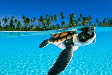 Cute Animal Wallpapers