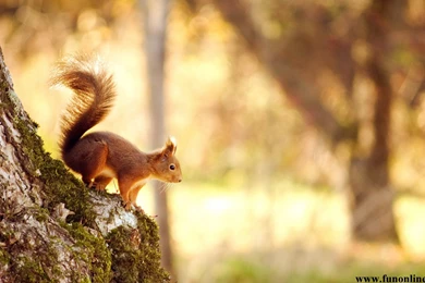 Cute Squirrels Wallpapers