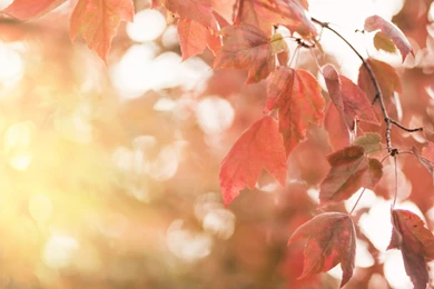 Sparknode Multimedia Fall Color   Sparknode Multimedia