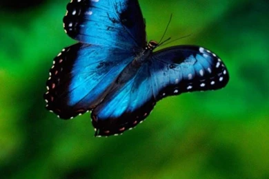 Iphone Blue Wallpapers Animal Backgrounds 719