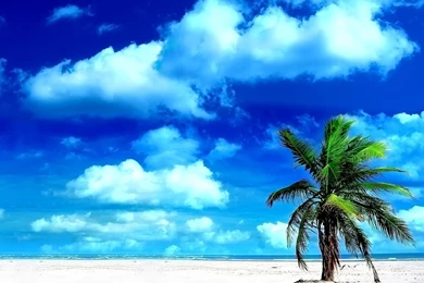 Palm Tree Beach Wallpapers