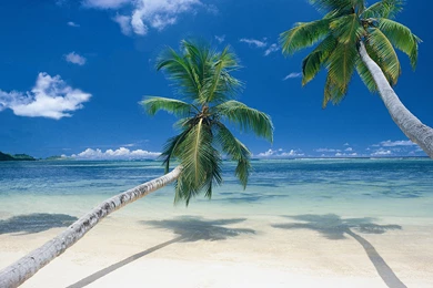 Palm Beach Wallpapers