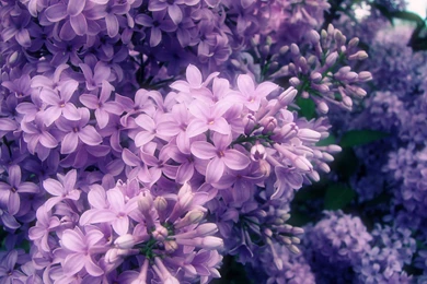 Purple Flower Wallpapers Collection (38+)