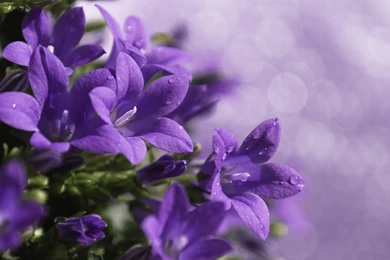 Download Wallpapers 2560x1440 Close up, Purple, Flower, Green Mac ...